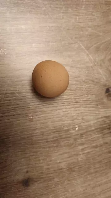 Martina Kaufleitner hat in ihrem Hühnerstall ein nahezu kugelrundes Ei gefunden. | Foto: Martina Kaufleitner