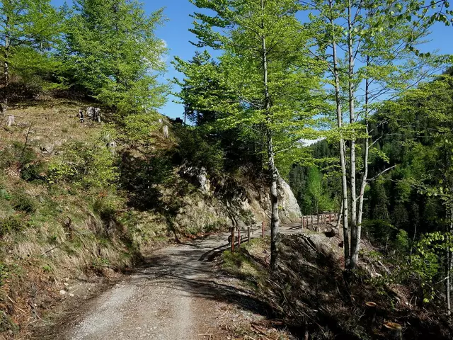 Am Wanderweg Goassteig kam ein Mountainbike-Fahrer nach einem Bremsmanöver zu Sturz.  | Foto: MeinBezirk