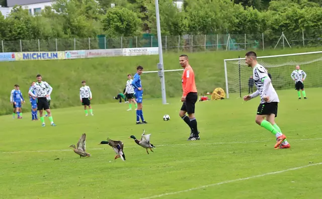 Die drei Wildenten wollten sich wohl das Match zwischen den Gmunden Juniors und Regau aus nächster Nähe anschauen. | Foto: Hörmandinger