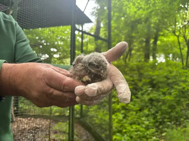 Das kleine Steinkauzküken | Foto: MB/Meßthaller