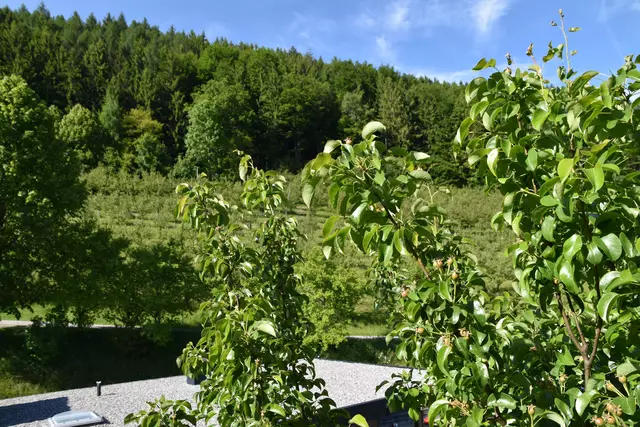 "Streuobsterhaltung Mostviertel": Mit seinem Verein setzt sich der Landwirt Engelbert Wieser aus Randegg für den Erhalt der uralten Mostbirnbäume in unserer Region ein. | Foto: Roland Mayr/MeinBezirk Scheibbs