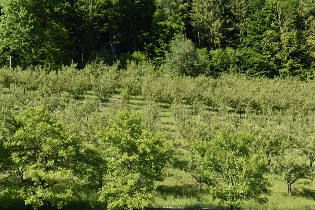 "Streuobsterhaltung Mostviertel": Mit seinem Verein setzt sich der Landwirt Engelbert Wieser aus Randegg für den Erhalt der uralten Mostbirnbäume in unserer Region ein. | Foto: Roland Mayr/MeinBezirk Scheibbs