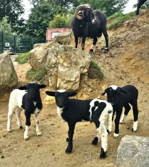 Die schwarz-weißen Waldschaf-Drillinge sind ein echter Hingucker.  | Foto: Zoo Linz