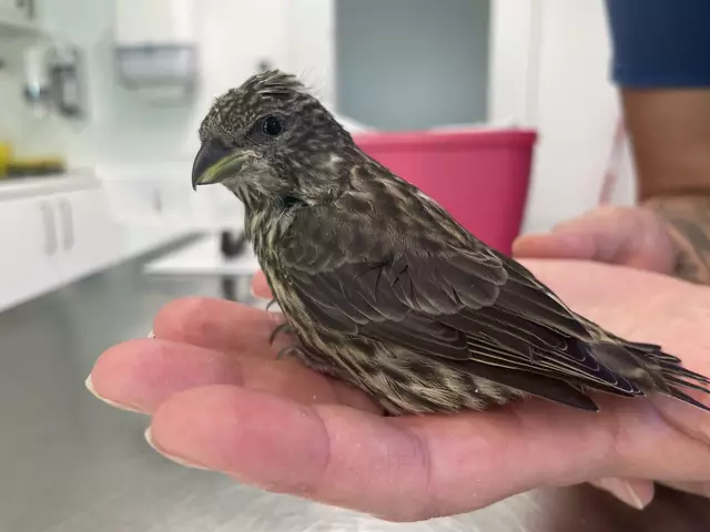 Kreuzschnabel Ästling  | Foto: Tierschutzverein Tirol 