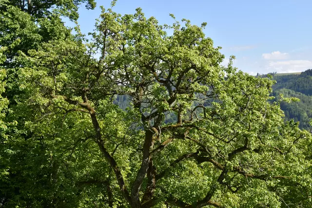 "Streuobsterhaltung Mostviertel": Mit seinem Verein setzt sich der Landwirt Engelbert Wieser aus Randegg für den Erhalt der uralten Mostbirnbäume in unserer Region ein. | Foto: Roland Mayr/MeinBezirk Scheibbs