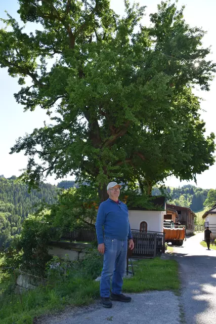 "Streuobsterhaltung Mostviertel": Mit seinem Verein setzt sich der Landwirt Engelbert Wieser aus Randegg für den Erhalt der uralten Mostbirnbäume in unserer Region ein. | Foto: Roland Mayr/MeinBezirk Scheibbs