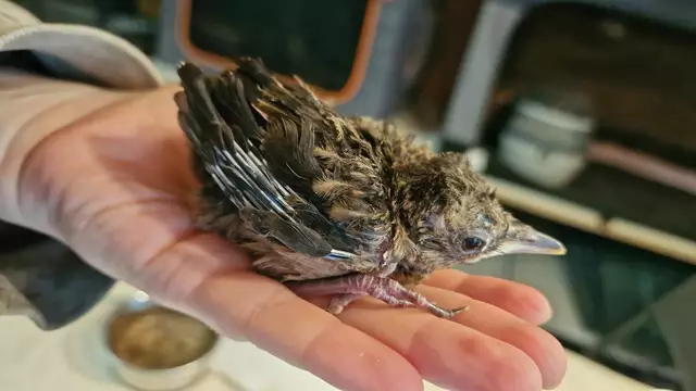 Fast vollständig befiederter Amsel-Nestling | Foto: Tierschutzverein Tirol 