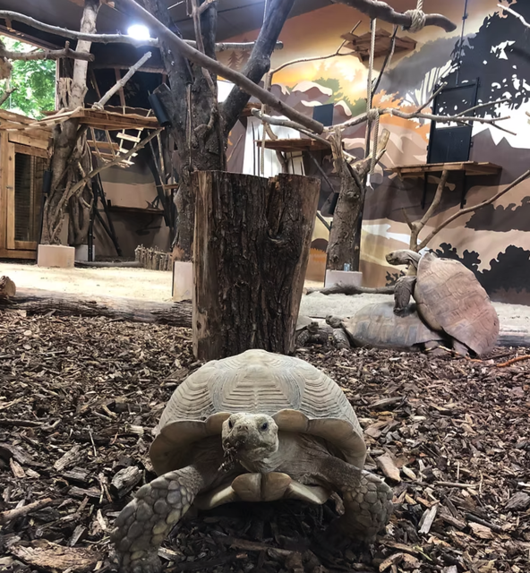 Die Schildkröten und Kattas werden bis Sommer 2025 ein komplett renoviertes und ausgebautes Zuhause im Welser Tiergarten bekommen. | Foto: Freunde des Welser Tiergartens