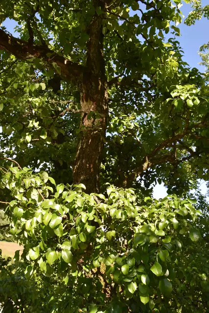"Streuobsterhaltung Mostviertel": Mit seinem Verein setzt sich der Landwirt Engelbert Wieser aus Randegg für den Erhalt der uralten Mostbirnbäume in unserer Region ein. | Foto: Roland Mayr/MeinBezirk Scheibbs
