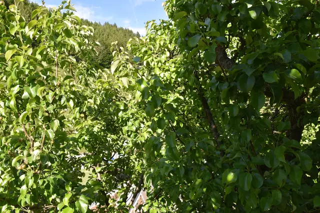 "Streuobsterhaltung Mostviertel": Mit seinem Verein setzt sich der Landwirt Engelbert Wieser aus Randegg für den Erhalt der uralten Mostbirnbäume in unserer Region ein. | Foto: Roland Mayr/MeinBezirk Scheibbs