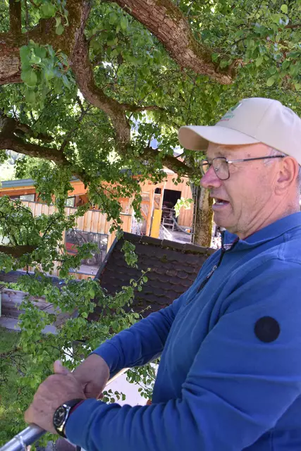 "Streuobsterhaltung Mostviertel": Mit seinem Verein setzt sich der Landwirt Engelbert Wieser aus Randegg für den Erhalt der uralten Mostbirnbäume in unserer Region ein. | Foto: Roland Mayr/MeinBezirk Scheibbs