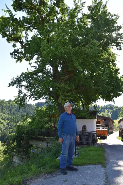 "Streuobsterhaltung Mostviertel": Mit seinem Verein setzt sich der Landwirt Engelbert Wieser aus Randegg für den Erhalt der uralten Mostbirnbäume in unserer Region ein. | Foto: Roland Mayr/MeinBezirk Scheibbs