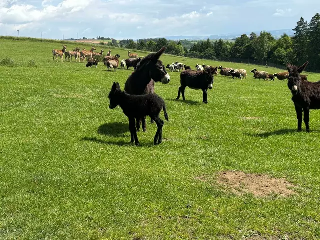 Foto: MB/Meßthaller