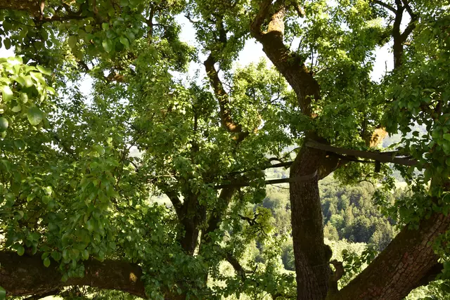 "Streuobsterhaltung Mostviertel": Mit seinem Verein setzt sich der Landwirt Engelbert Wieser aus Randegg für den Erhalt der uralten Mostbirnbäume in unserer Region ein. | Foto: Roland Mayr/MeinBezirk Scheibbs