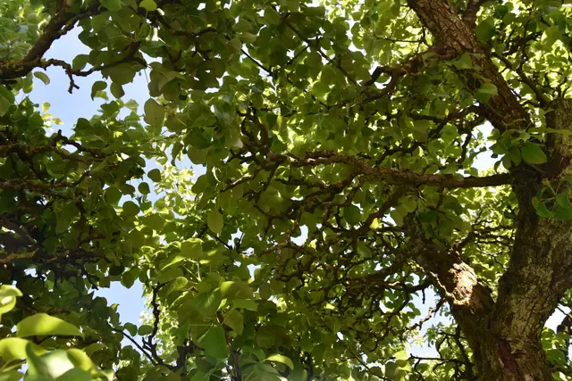 "Streuobsterhaltung Mostviertel": Mit seinem Verein setzt sich der Landwirt Engelbert Wieser aus Randegg für den Erhalt der uralten Mostbirnbäume in unserer Region ein. | Foto: Roland Mayr/MeinBezirk Scheibbs