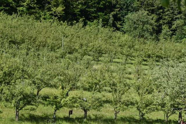 "Streuobsterhaltung Mostviertel": Mit seinem Verein setzt sich der Landwirt Engelbert Wieser aus Randegg für den Erhalt der uralten Mostbirnbäume in unserer Region ein. | Foto: Roland Mayr/MeinBezirk Scheibbs