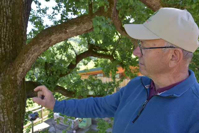 "Streuobsterhaltung Mostviertel": Mit seinem Verein setzt sich der Landwirt Engelbert Wieser aus Randegg für den Erhalt der uralten Mostbirnbäume in unserer Region ein. | Foto: Roland Mayr/MeinBezirk Scheibbs