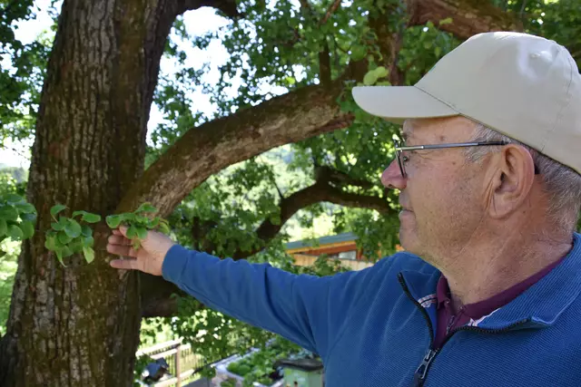 "Streuobsterhaltung Mostviertel": Mit seinem Verein setzt sich der Landwirt Engelbert Wieser aus Randegg für den Erhalt der uralten Mostbirnbäume in unserer Region ein. | Foto: Roland Mayr/MeinBezirk Scheibbs
