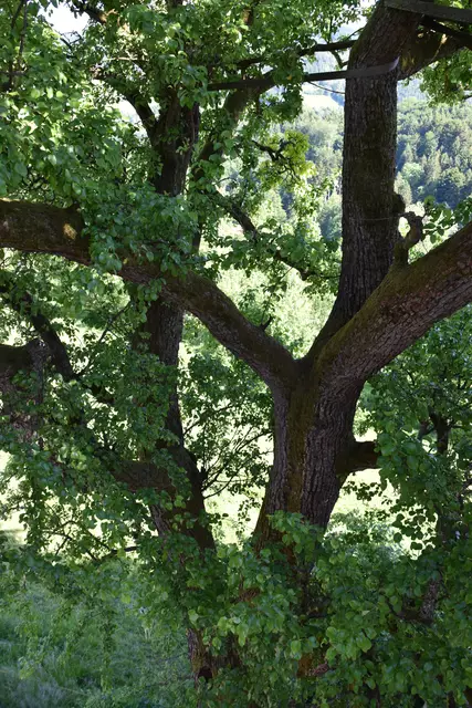 "Streuobsterhaltung Mostviertel": Mit seinem Verein setzt sich der Landwirt Engelbert Wieser aus Randegg für den Erhalt der uralten Mostbirnbäume in unserer Region ein. | Foto: Roland Mayr/MeinBezirk Scheibbs