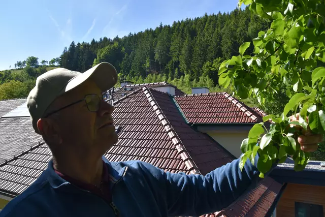 "Streuobsterhaltung Mostviertel": Mit seinem Verein setzt sich der Landwirt Engelbert Wieser aus Randegg für den Erhalt der uralten Mostbirnbäume in unserer Region ein. | Foto: Roland Mayr/MeinBezirk Scheibbs