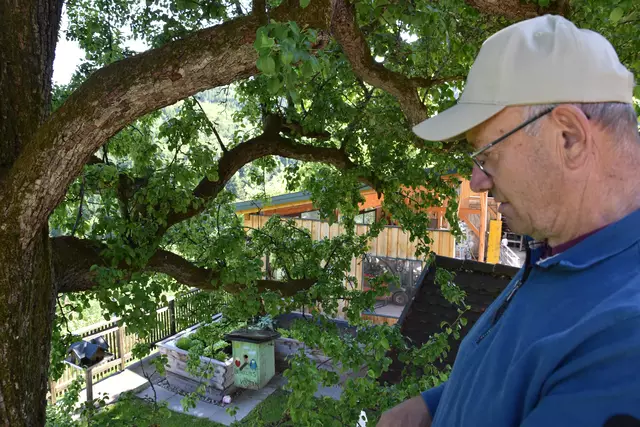 "Streuobsterhaltung Mostviertel": Mit seinem Verein setzt sich der Landwirt Engelbert Wieser aus Randegg für den Erhalt der uralten Mostbirnbäume in unserer Region ein. | Foto: Roland Mayr/MeinBezirk Scheibbs
