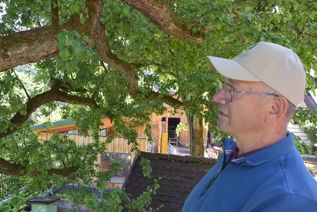 "Streuobsterhaltung Mostviertel": Mit seinem Verein setzt sich der Landwirt Engelbert Wieser aus Randegg für den Erhalt der uralten Mostbirnbäume in unserer Region ein. | Foto: Roland Mayr/MeinBezirk Scheibbs