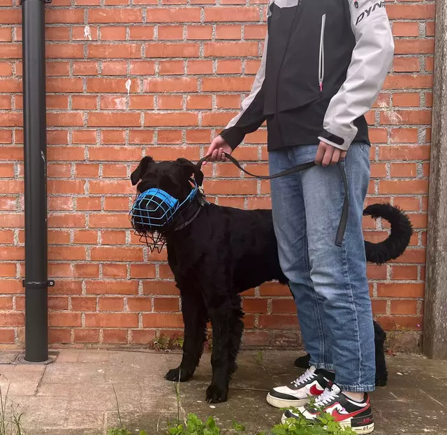 Geht es nach der Welser FPÖ so soll die Mindesstrafe bei Verstößen gegen das Hundehaltergesetz deutlich herab gesetzt werden. | Foto: MeinBezirk/Braun