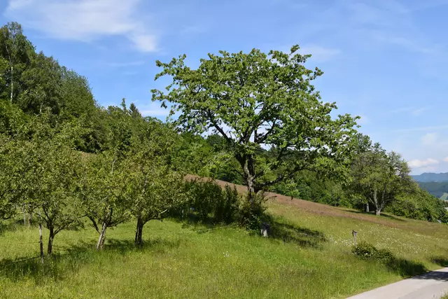 "Streuobsterhaltung Mostviertel": Mit seinem Verein setzt sich der Landwirt Engelbert Wieser aus Randegg für den Erhalt der uralten Mostbirnbäume in unserer Region ein. | Foto: Roland Mayr/MeinBezirk Scheibbs
