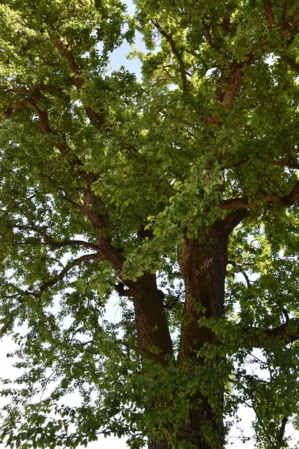 "Streuobsterhaltung Mostviertel": Mit seinem Verein setzt sich der Landwirt Engelbert Wieser aus Randegg für den Erhalt der uralten Mostbirnbäume in unserer Region ein. | Foto: Roland Mayr/MeinBezirk Scheibbs