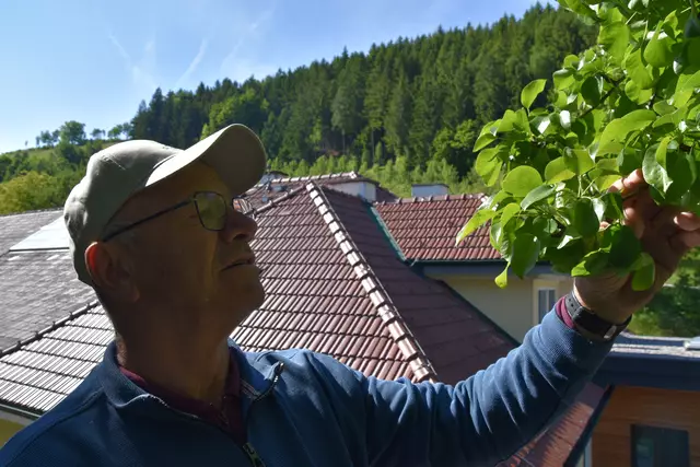 "Streuobsterhaltung Mostviertel": Mit seinem Verein setzt sich der Landwirt Engelbert Wieser aus Randegg für den Erhalt der uralten Mostbirnbäume in unserer Region ein. | Foto: Roland Mayr/MeinBezirk Scheibbs