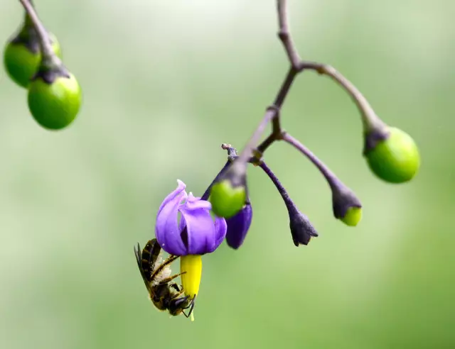 Furchenbiene bei der Bestäubuung | Foto: Wolfgang Schruf