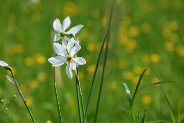 Die Narzisse: der eigentliche Star beim Ausseer Narzissenfest. | Foto: Maria Tiefenbacher-Schöndorfer, 2023