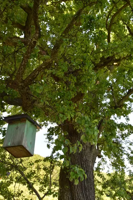 "Streuobsterhaltung Mostviertel": Mit seinem Verein setzt sich der Landwirt Engelbert Wieser aus Randegg für den Erhalt der uralten Mostbirnbäume in unserer Region ein. | Foto: Roland Mayr/MeinBezirk Scheibbs