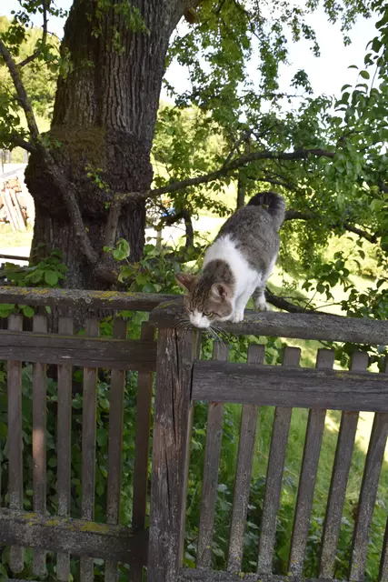 "Streuobsterhaltung Mostviertel": Mit seinem Verein setzt sich der Landwirt Engelbert Wieser aus Randegg für den Erhalt der uralten Mostbirnbäume in unserer Region ein. | Foto: Roland Mayr/MeinBezirk Scheibbs