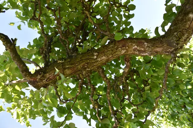 "Streuobsterhaltung Mostviertel": Mit seinem Verein setzt sich der Landwirt Engelbert Wieser aus Randegg für den Erhalt der uralten Mostbirnbäume in unserer Region ein. | Foto: Roland Mayr/MeinBezirk Scheibbs