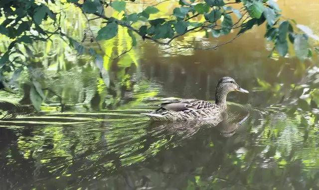 Das Enten-Weibchen, das genüsslich vor sich hin paddelt, herrschte Elfriede Lungenschmied förmlich an: "Los, drücke den Auslöser!" | Foto: Elfriede Lungenschmied
