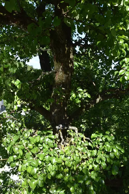 "Streuobsterhaltung Mostviertel": Mit seinem Verein setzt sich der Landwirt Engelbert Wieser aus Randegg für den Erhalt der uralten Mostbirnbäume in unserer Region ein. | Foto: Roland Mayr/MeinBezirk Scheibbs