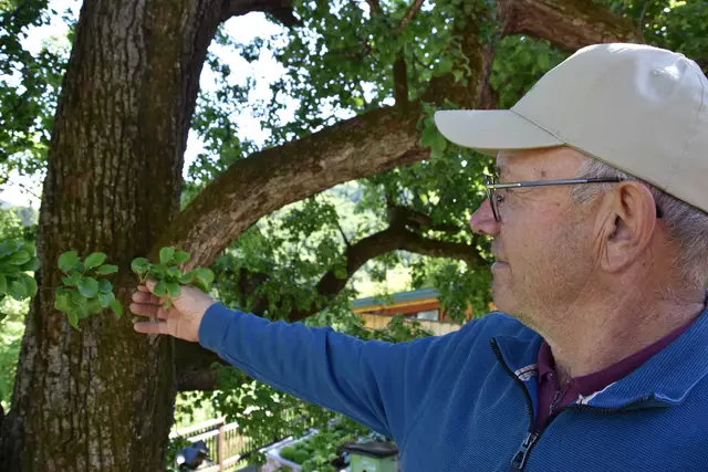 "Streuobsterhaltung Mostviertel": Mit seinem Verein setzt sich der Landwirt Engelbert Wieser aus Randegg für den Erhalt der uralten Mostbirnbäume in unserer Region ein. | Foto: Roland Mayr/MeinBezirk Scheibbs