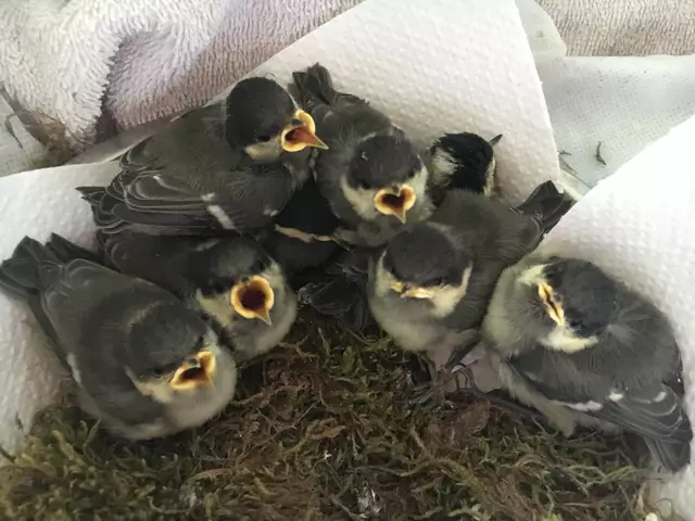 Kohlmeisen Ästlinge  | Foto: Tierschutzverein Tirol 