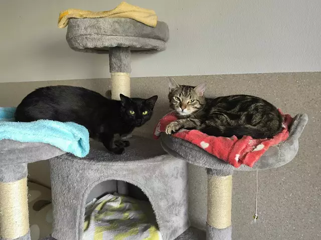 Gilfi &amp; Jordi suchen einen liebevollen Platz. | Foto: Tierheim Ternitz