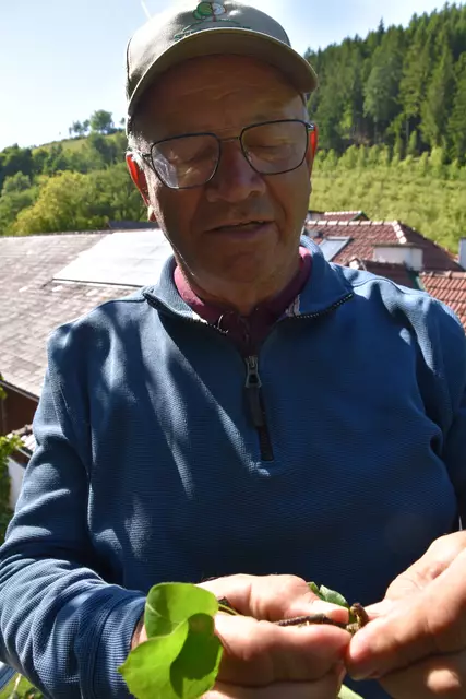 "Streuobsterhaltung Mostviertel": Mit seinem Verein setzt sich der Landwirt Engelbert Wieser aus Randegg für den Erhalt der uralten Mostbirnbäume in unserer Region ein. | Foto: Roland Mayr/MeinBezirk Scheibbs