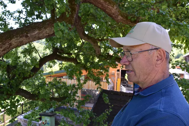 "Streuobsterhaltung Mostviertel": Mit seinem Verein setzt sich der Landwirt Engelbert Wieser aus Randegg für den Erhalt der uralten Mostbirnbäume in unserer Region ein. | Foto: Roland Mayr/MeinBezirk Scheibbs