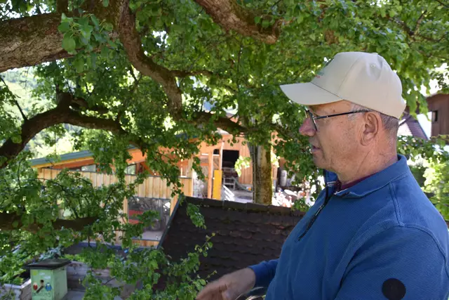 "Streuobsterhaltung Mostviertel": Mit seinem Verein setzt sich der Landwirt Engelbert Wieser aus Randegg für den Erhalt der uralten Mostbirnbäume in unserer Region ein. | Foto: Roland Mayr/MeinBezirk Scheibbs