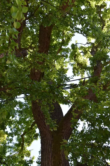 "Streuobsterhaltung Mostviertel": Mit seinem Verein setzt sich der Landwirt Engelbert Wieser aus Randegg für den Erhalt der uralten Mostbirnbäume in unserer Region ein. | Foto: Roland Mayr/MeinBezirk Scheibbs