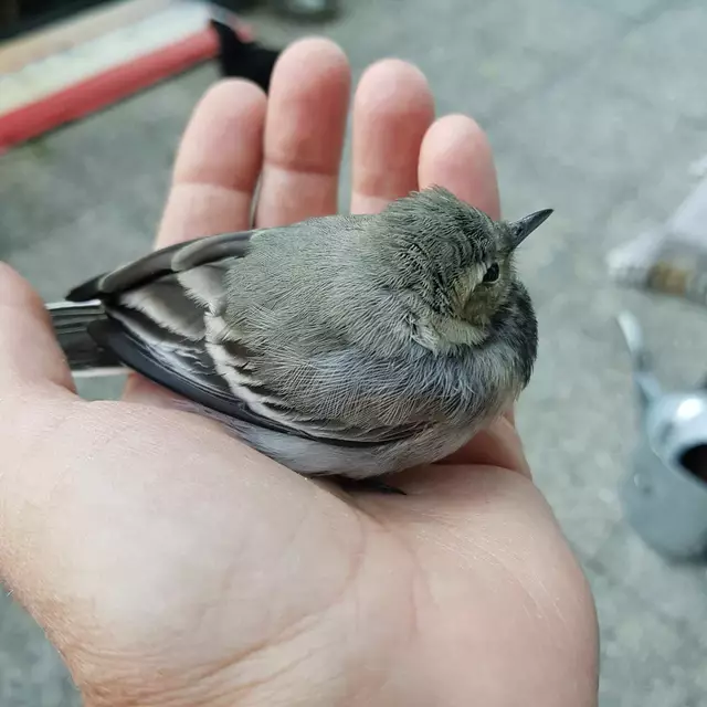 Ästling Bachstelze  | Foto: Tierschutzverein Tirol 