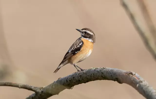 Das Braunkehlchen ist durch seine auffällige Färbung einfach zu erkennen.  | Foto: Gebhard Brenner