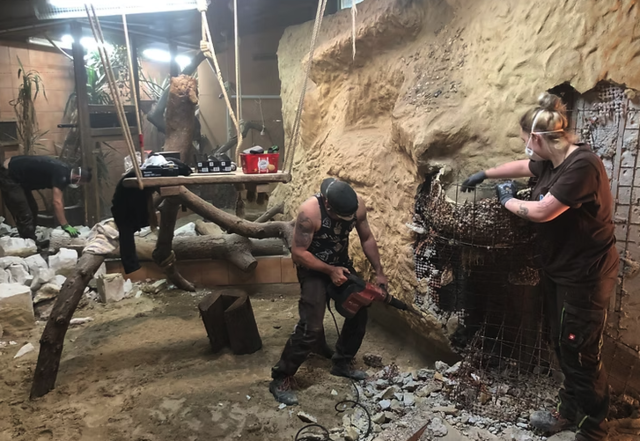 Die Umbau- und Renovierungsarbeiten im Haus der Kattas und Schildkröten im Welser Tiergarten schreiten voran. | Foto: Freunde des Welser Tiergartens