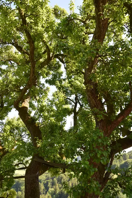 "Streuobsterhaltung Mostviertel": Mit seinem Verein setzt sich der Landwirt Engelbert Wieser aus Randegg für den Erhalt der uralten Mostbirnbäume in unserer Region ein. | Foto: Roland Mayr/MeinBezirk Scheibbs