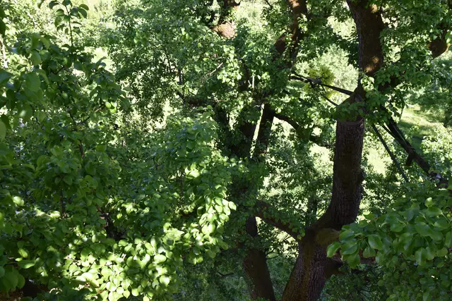 "Streuobsterhaltung Mostviertel": Mit seinem Verein setzt sich der Landwirt Engelbert Wieser aus Randegg für den Erhalt der uralten Mostbirnbäume in unserer Region ein. | Foto: Roland Mayr/MeinBezirk Scheibbs