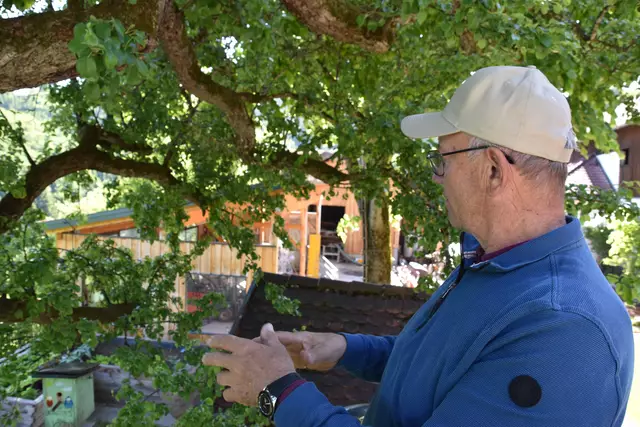 "Streuobsterhaltung Mostviertel": Mit seinem Verein setzt sich der Landwirt Engelbert Wieser aus Randegg für den Erhalt der uralten Mostbirnbäume in unserer Region ein. | Foto: Roland Mayr/MeinBezirk Scheibbs